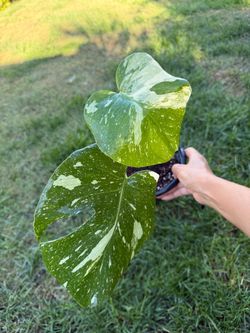 Monstera Thani variegated in gallon pot
