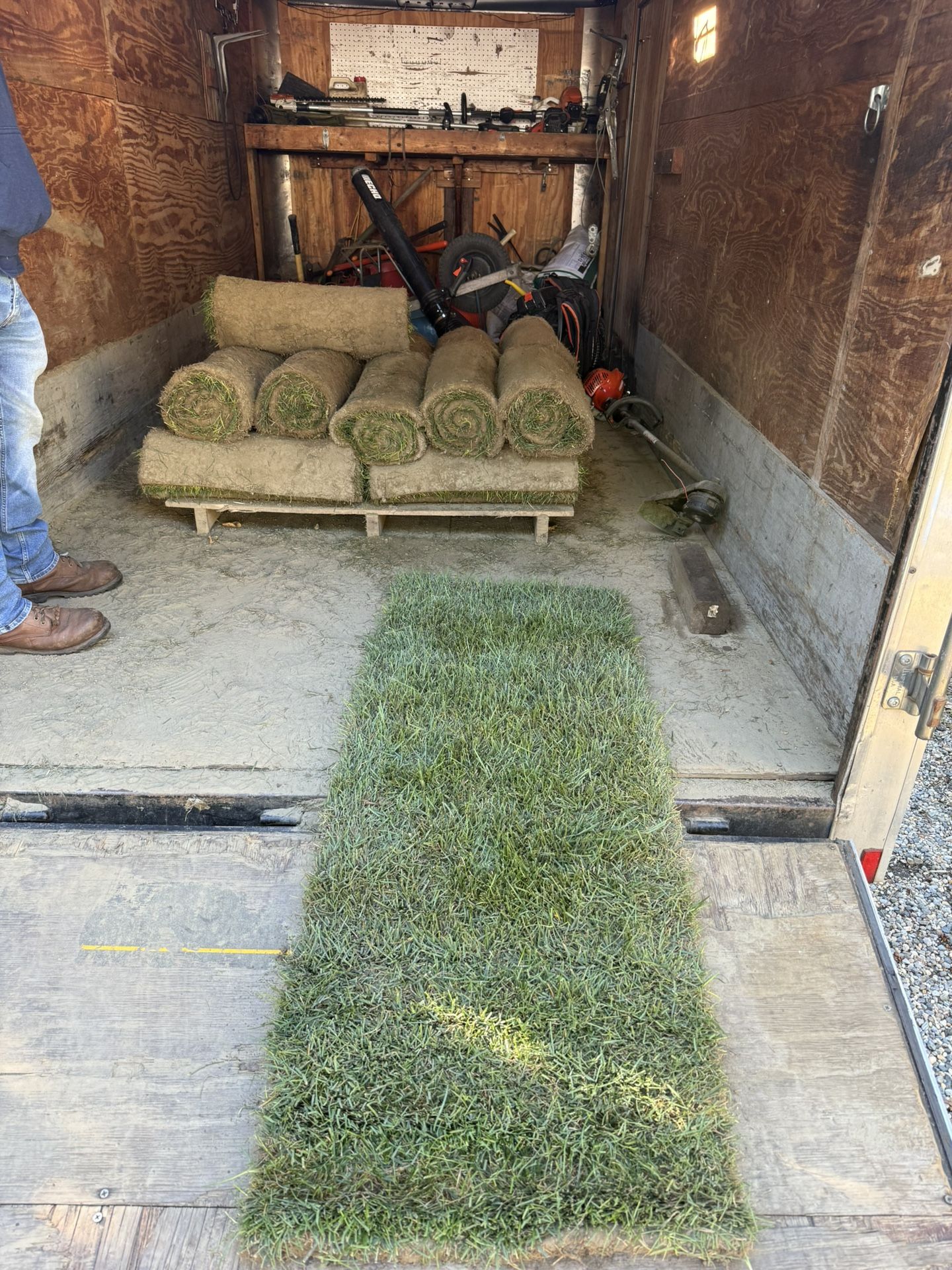 Bluegrass Fescue