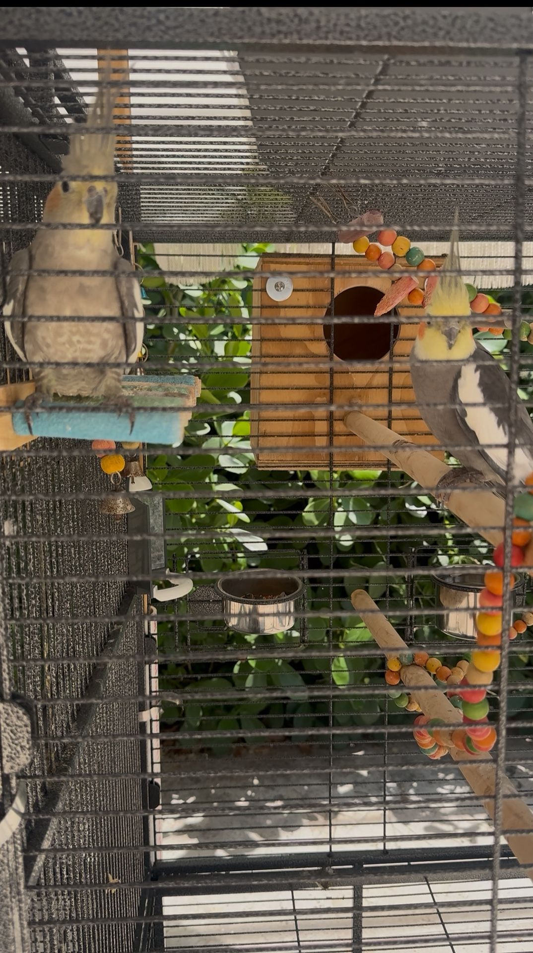 Bird Cage .
