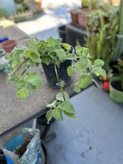 Una Planta de Orégano Orejon