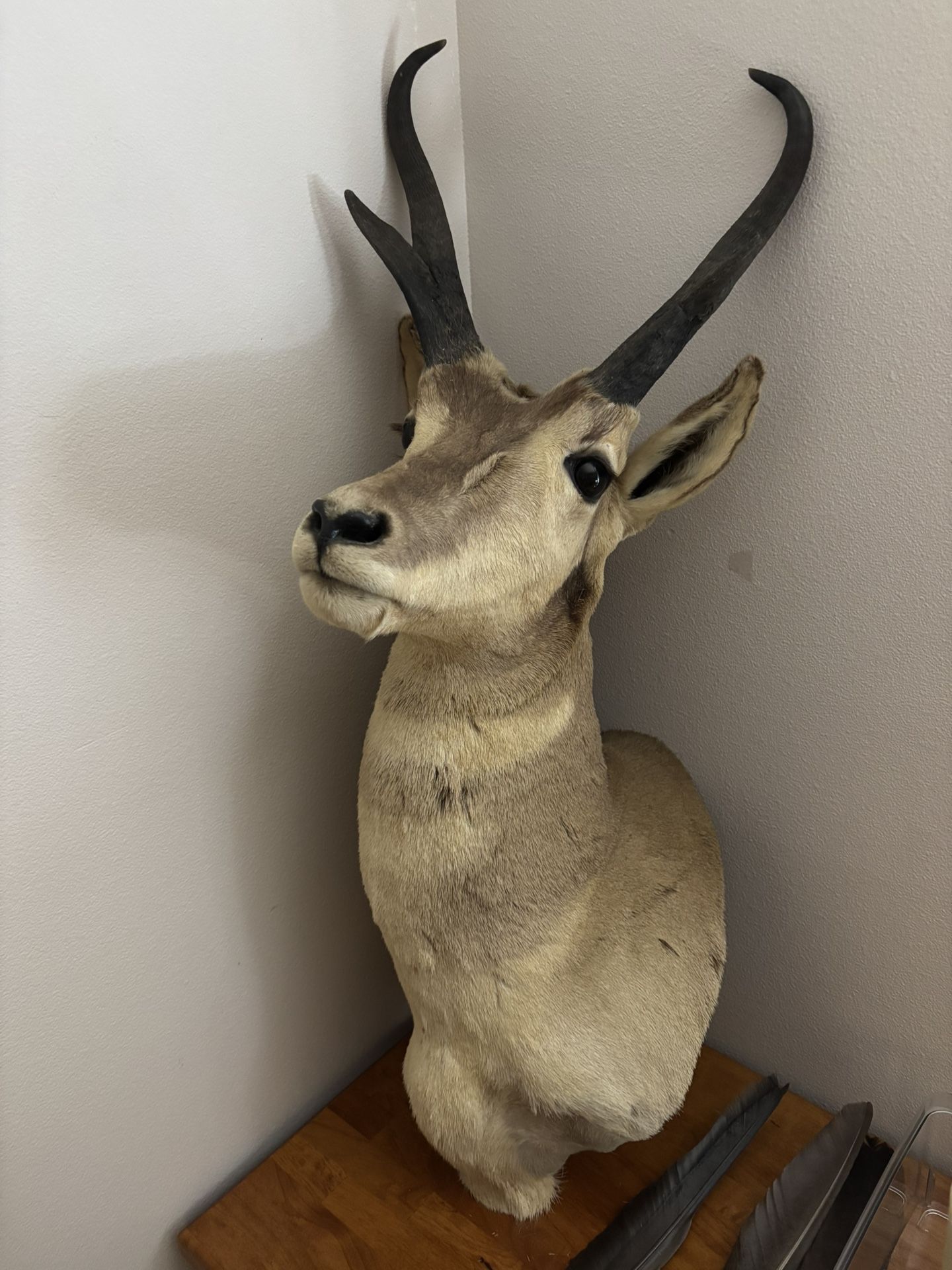 Pronghorn Antelope Shoulder Mount