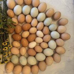 Fresh Eggs