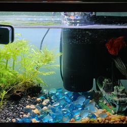 Aquarium 5g Betta Tank