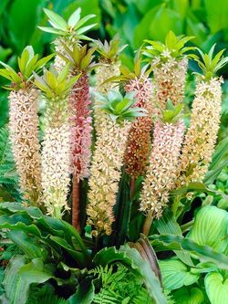 Pineapple Lilies