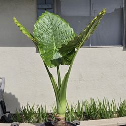 6ft Jumbo Elephant Plant