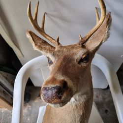 This 8 point deer buck shoulder mount taxidermy.  