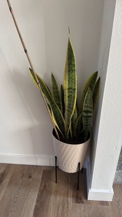 Snake plant