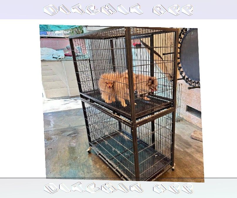 Pet Cages in Various Sizes to Match Every Animal learn this