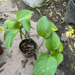 Pothos