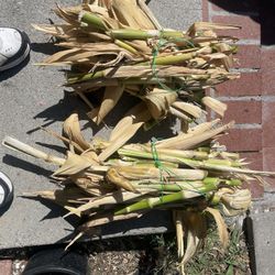 Corn For Sell