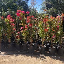 5 Gallon Size- Bougainvillea- Ficus- Podocarpus- Bird of Paradise- Jasmine- Honeysuckle- Oleander- Day Lilly