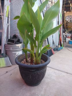 Plant
