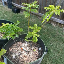 Well rooted curry leaf plant