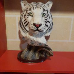 White Siberian tiger