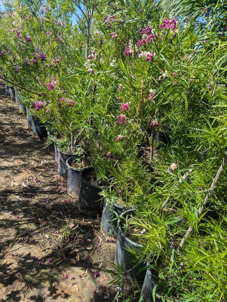 Beautiful Flowering Desert Willow Tree