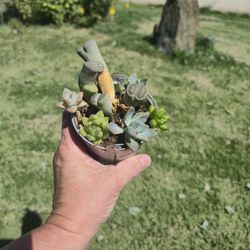 Metal Succulent Planter