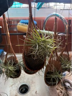 Air plants $10.00 esch