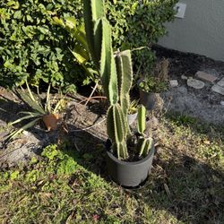 Cactus With Pot