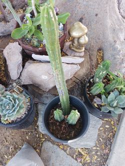 San Pedro cactus