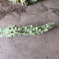 2ft 10in Tall 6in Wide Torem Pole Cactus 