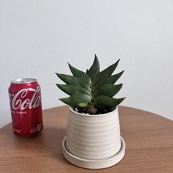 Sansevieria Ninja Turtle 