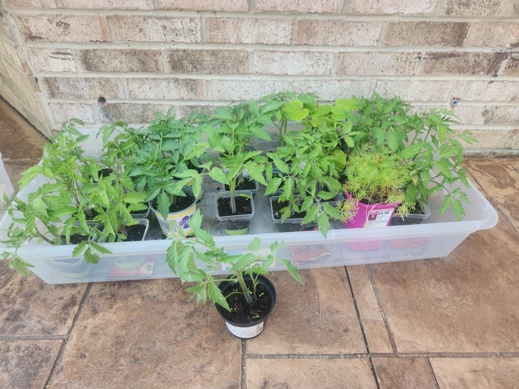 Tomato Plants