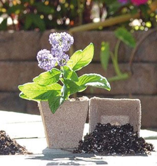 Little Pots For Plants 