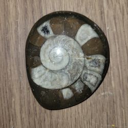 Fossil