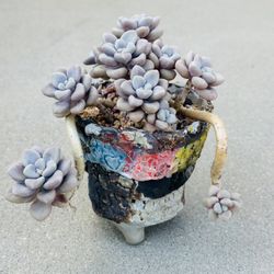 Succulents plants 🪴 