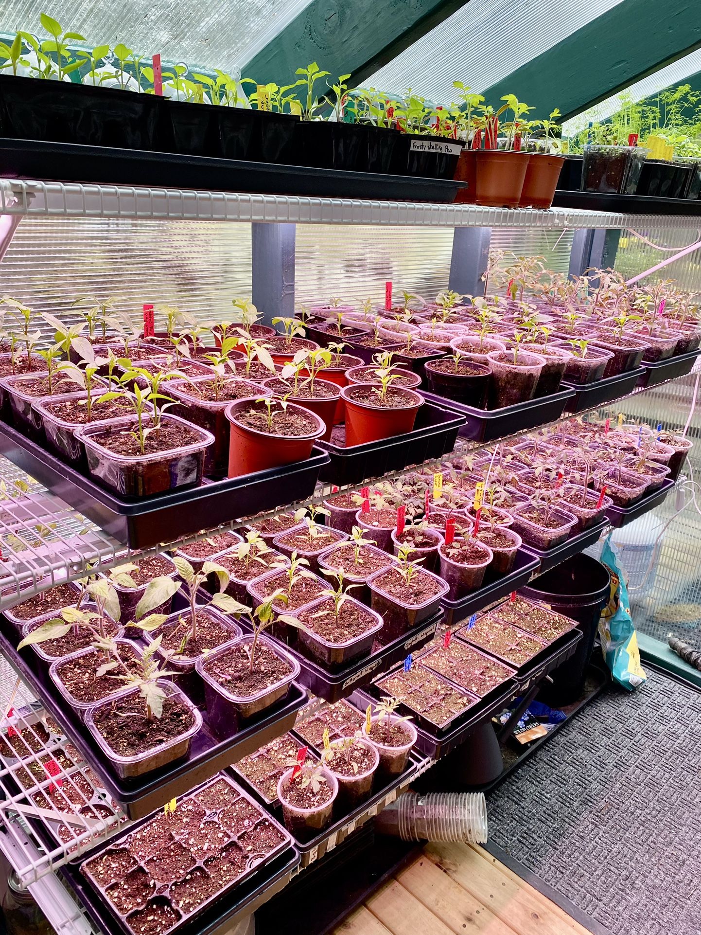 Tomato And Pepper Plants 