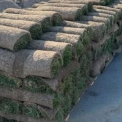 fresh sod  natural 