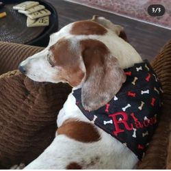 Dog or Cat Bandanas  - Slip Over The Collar NO Tie Bandanas 