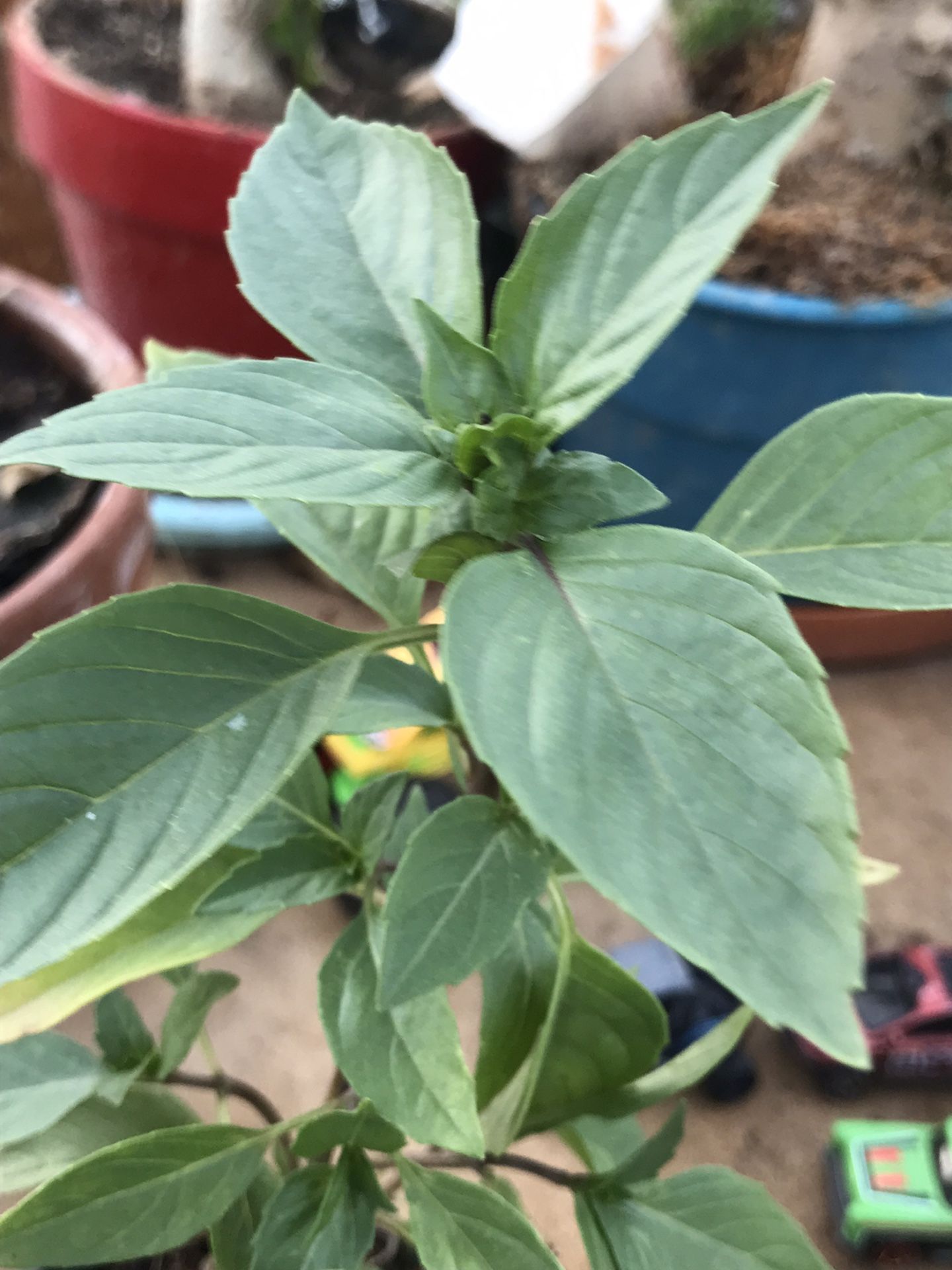 Cinnamon Basil Herb plant - 3.5 inch Pot