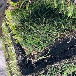 St. Augustine Sod - $225 Per Pallet