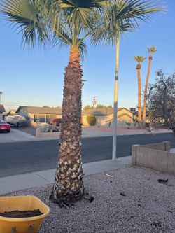 Palm Tree Up For Sale