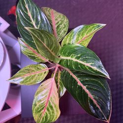 TT Colorful Aglaonema