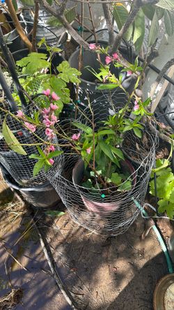 2 Feet Tall Blooming Small Peach Tree