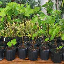 Assorted Fig Trees For Sale