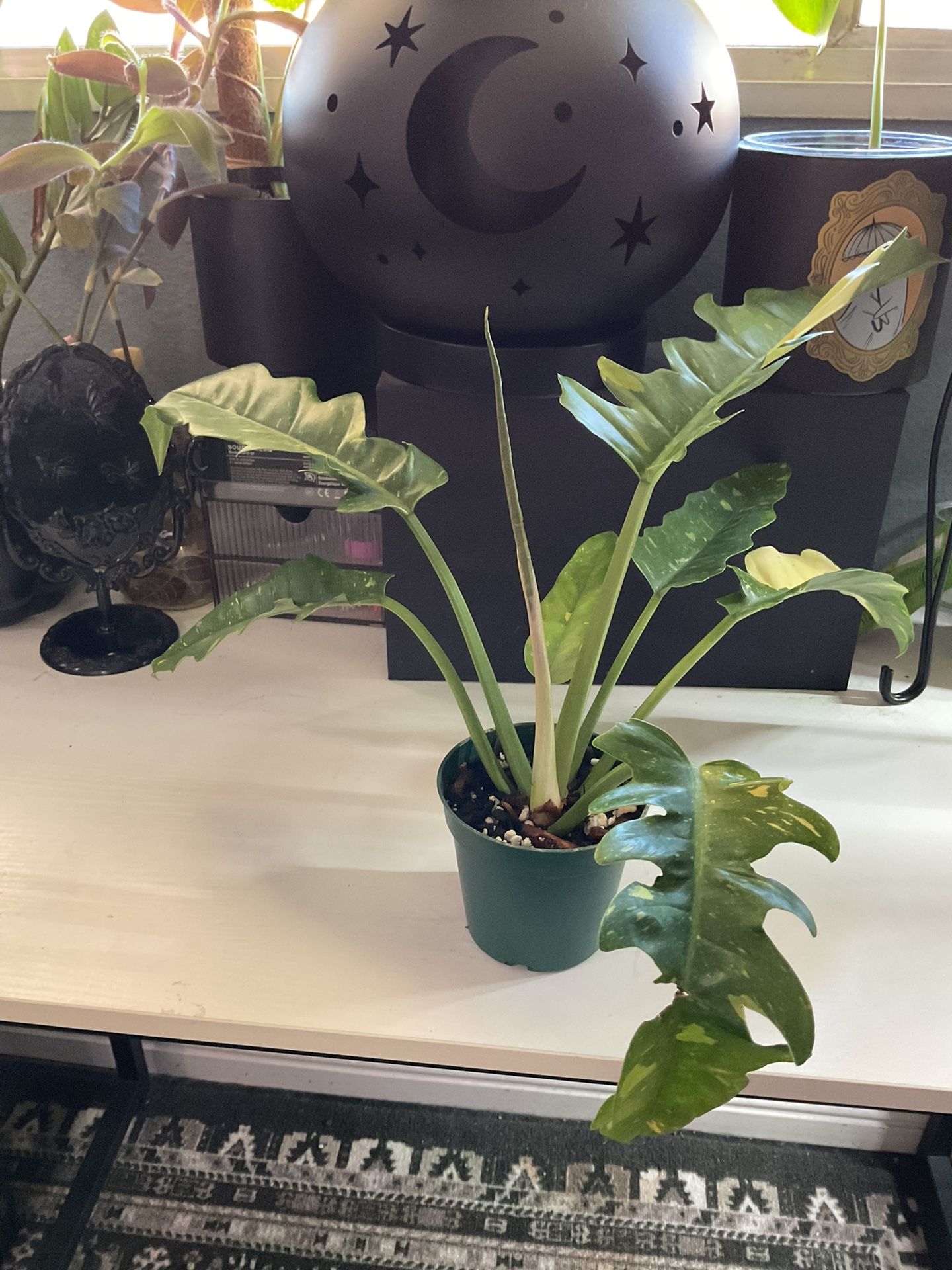 Ring Of Fire Philodendron 