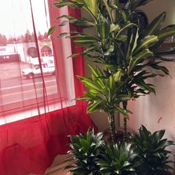 $9 Each Beautiful Baby Dracanae Plant 