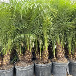 Pygmy Date Palms