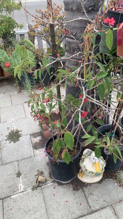 Nhất Chi Mai. Flowering