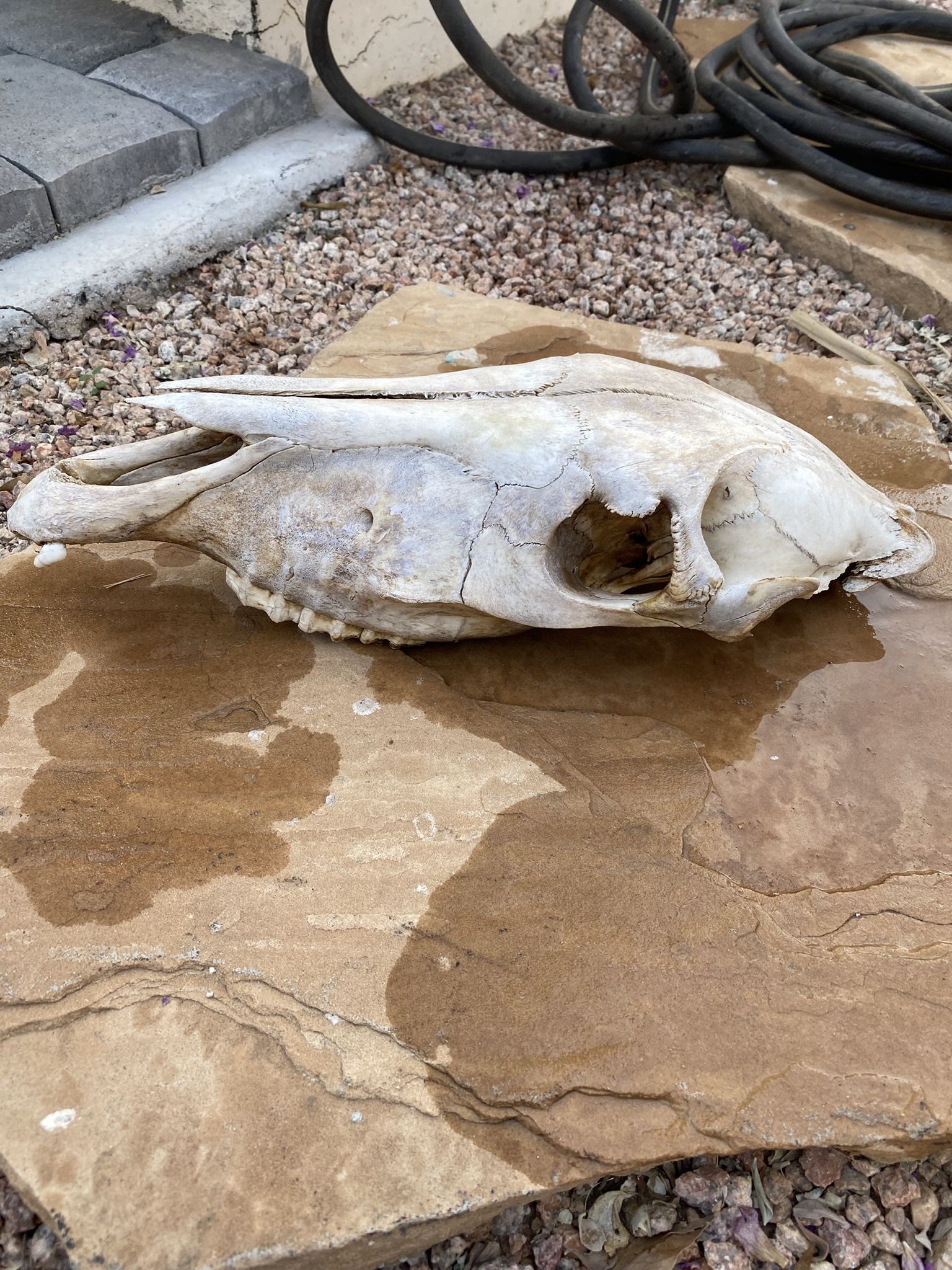 Donkey Skull