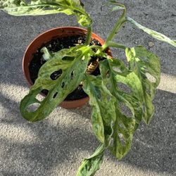 Monstera Swiss Cheese Mint