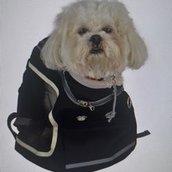 Dog Backpack 
