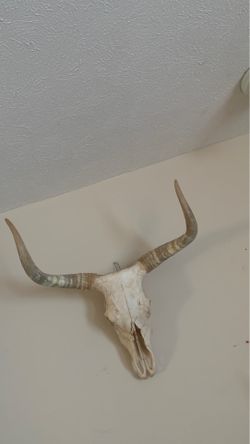 Bull skull