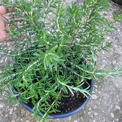 Rosemary Plant