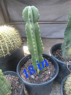 Peruvian Apple cuddly Cactus