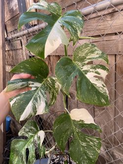 💚💚 Monstera Deliciosa Albo Large Form 