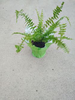 planta de helecho $9